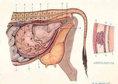 Doorsnede van de buik van een koe, met foetus in normale positie, ca. 1905-1910 door Unbekannt