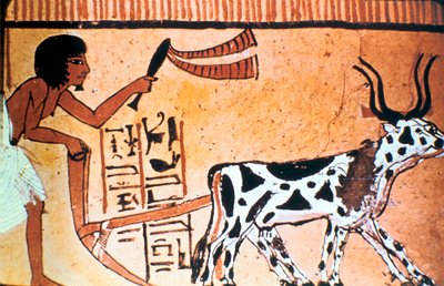 Sennutem ploegt met vee, Oud-Egyptische grafschildering, Nieuwe Koninkrijk door Unbekannt