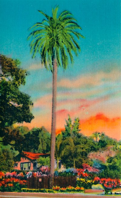 Serra Palm. De eerste palmboom in Californië, ca. 1941 door Unbekannt