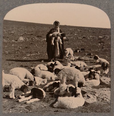 Herder en kudde, c1900 door Unbekannt