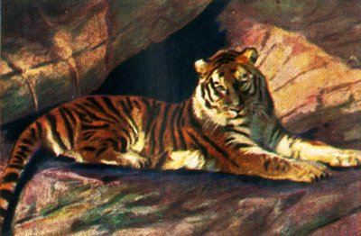 Siberische tijger, c1928 door Unbekannt