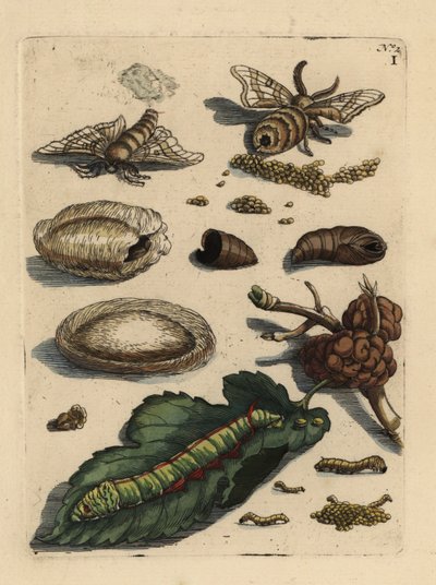 Zijderupsmot, Bombyx mori, rups en pop met moerbeiblad, Morus alba door Unbekannt