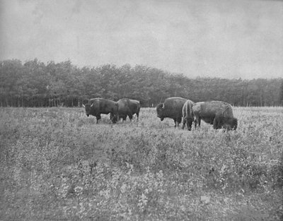 Silver Heights, Winnipeg, c1897 door Unbekannt