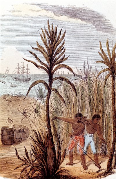 Slaven die suikerriet verbouwen in de West-Indië, 1852 door Unbekannt