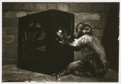 Kleine aap die met de knoppen van een radio speelt, genomen door een onbekende fotograaf rond 1935 door Unbekannt