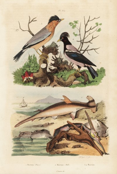 Gladde hamerhaai, Sphyrna malleus, hamer oester, Malleus malleus, brahminy spreeuw, Sturnia pagodarum en roze spreeuw, Pastor roseus door Unbekannt
