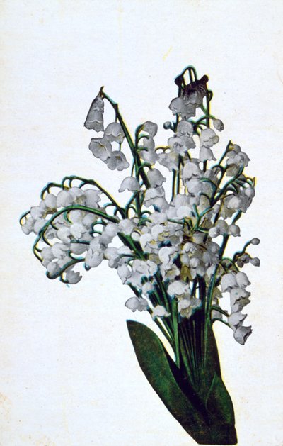 Sneeuwklokje, Franse bloemenkaart, ca. 1900 door Unbekannt
