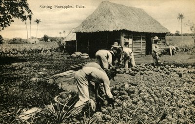 Sorteren van ananassen, Cuba, eind 19e-begin 20e eeuw door Unbekannt