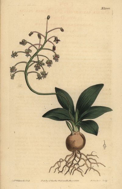 Zuid-Indische scilla, Ledebouria revoluta door Unbekannt