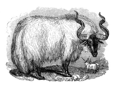 Spaanse schapen, 1848 door Unbekannt