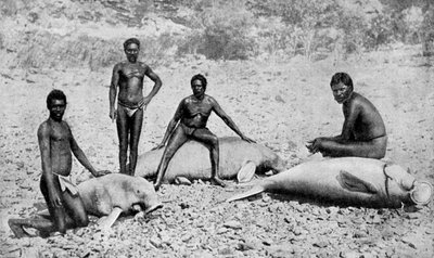 Gespietste lamantijn, noordwest Australië, 1922 door Unbekannt
