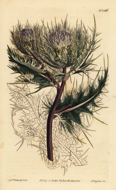 Stekeligste distel, Cirsium spinosissimum (Veerachtige cnicus, Cnicus spinosissimus) door Unbekannt