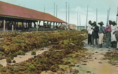 Sponsmarkt, Nassau, Bahama