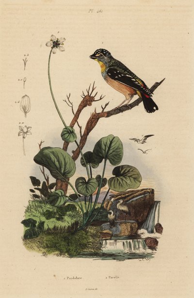 Gevlekte pardalote, Pardalotus punctatus door Unbekannt