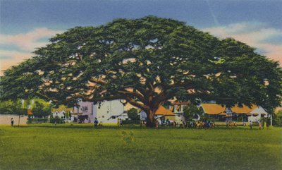 Verspreidende Samoaanse Boom, Trinidad, B.W.I., c1940s door Unbekannt