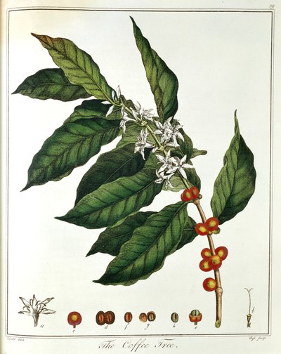 Tak van Koffie Coffea arabica met bloemen en bonen, 1798 door Unbekannt