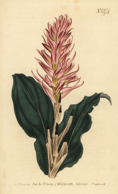 Stenorrhynchos speciosum orchidee door Unbekannt