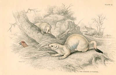 Hermelijn Mustela erminea, lid van de wezelsfamilie, 1828 door Unbekannt