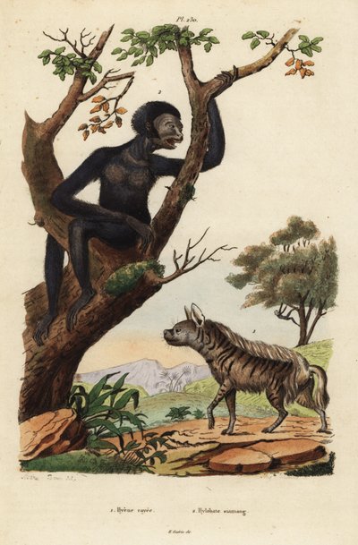 Gestreepte hyena, Hyaena hyaena 1, en siamang, Symphalangus syndactylus, bedreigd 2 door Unbekannt