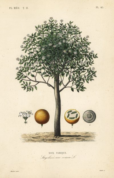Strychnineboom, nux vomica, gifnoot of semen strychnos, Strychnos nux-vomica, Noix vomique door Unbekannt