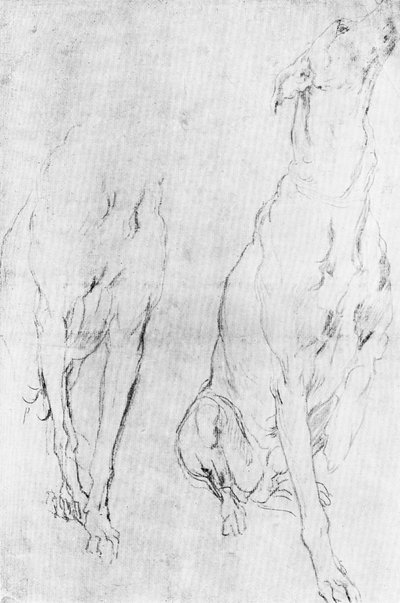 Studie voor de windhond in het portret van de Hertog van Richmond door Unbekannt