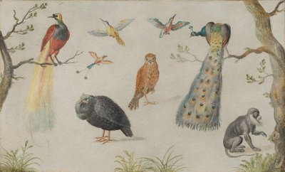 Studie van vogels en aap door Unbekannt