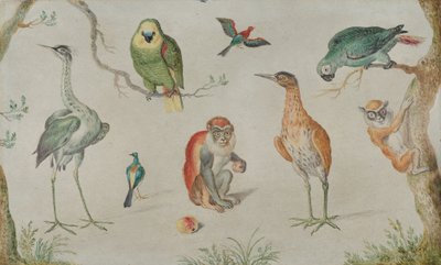 Studie van vogels en apen, 1660-1670 door Unbekannt