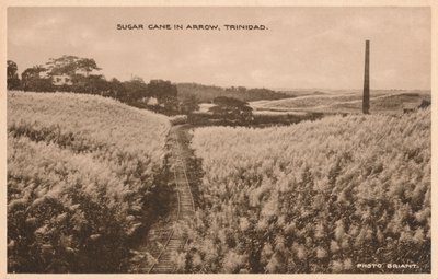 Suikerriet in Arrow Trinidad, ca. 1900 door Unbekannt