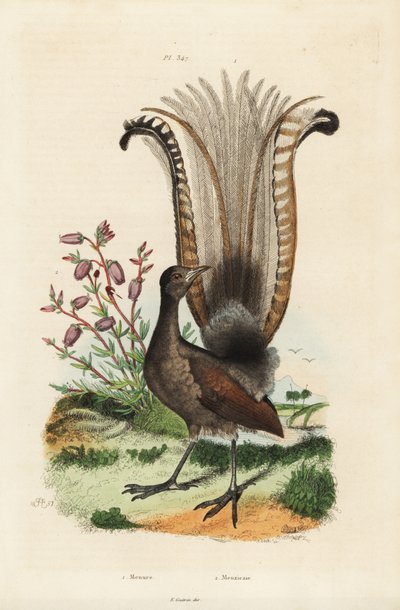 Prachtige liervogel, Menura novaehollandiae, en valse azalea, Menziesia ferruginea door Unbekannt
