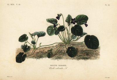 Zoet viooltje of tuinviooltje, Viola odorata door Unbekannt