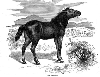 Tarpan, 1884 door Unbekannt