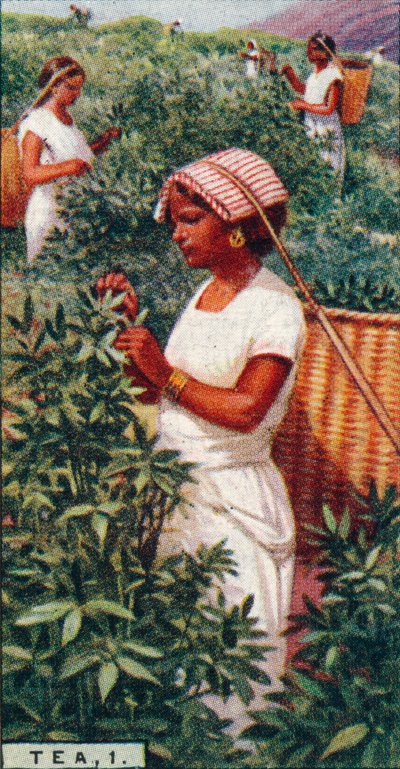 Thee, 1. - Plukken van de bladeren, Ceylon, 1928 door Unbekannt