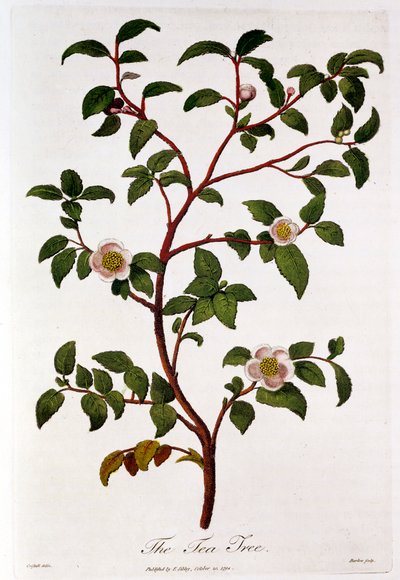 Thee: tak van Camellia sinensis door Unbekannt