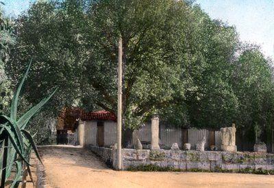Terebintboom, Hammam Meskoutine, Algerije door Unbekannt