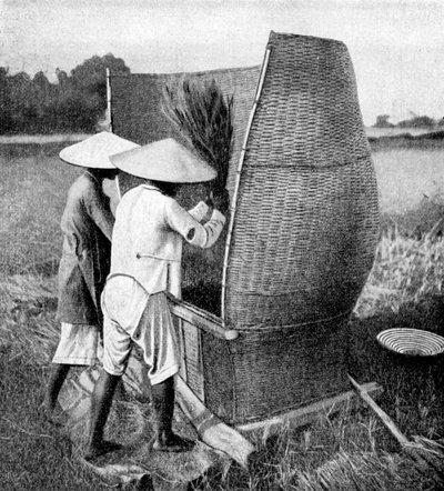De Annamese manier van oogsten en dorsen van rijst, Annam, Vietnam, 1922 door Unbekannt