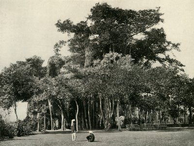 De Banyanboom, Barrackpore, 1870, 1925 door Unbekannt