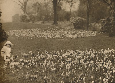 Het krokustapijt van de lente, ca. 1935 door Unbekannt