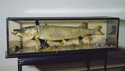 De Dowdeswell Snoek, lengte 135 cm door Unbekannt