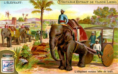 De Olifant als trekdier door Unbekannt