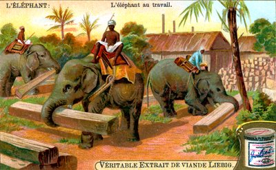 De olifant aan het werk door Unbekannt