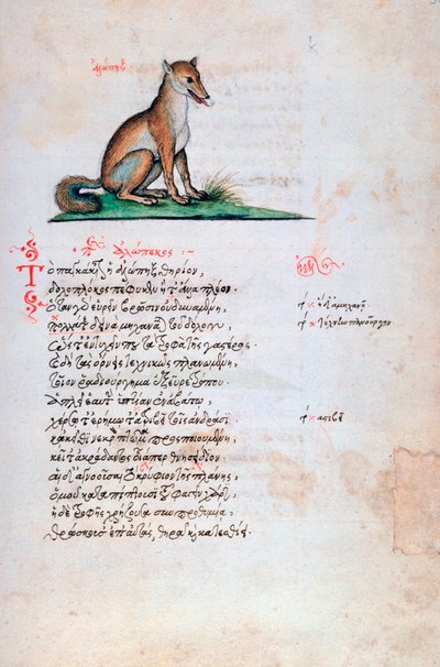 De vos, 1564 door Unbekannt