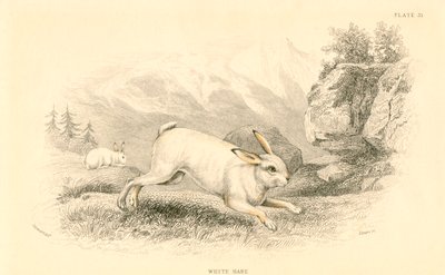 De haas Lepus europaeus door Unbekannt