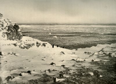 De laatste van de pinguïns net voor hun migratie in maart, ca. 1908, 1909 door Unbekannt