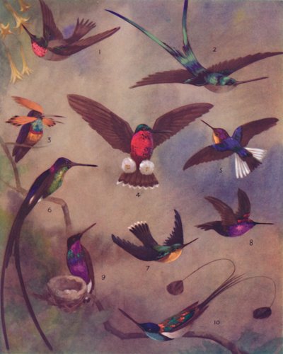 De wonderbaarlijke kleur van kolibries, 1935 door Unbekannt