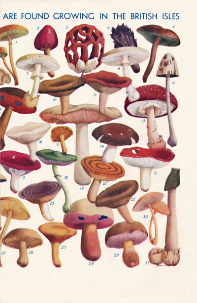 De belangrijkste eetbare en giftige paddenstoelen in de Britse eilanden, 1935 door Unbekannt