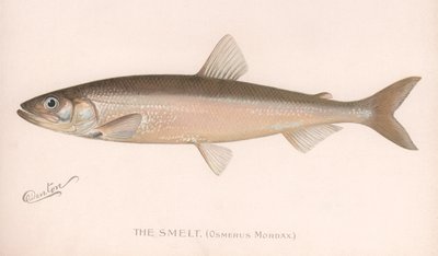 De Smeet Osmerus Mordax door Unbekannt