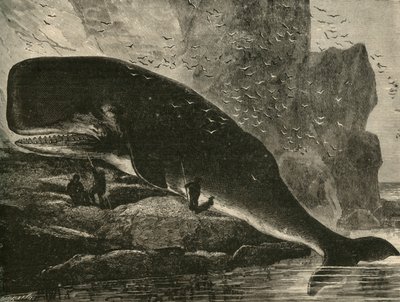 De Potvis, 1882 door Unbekannt