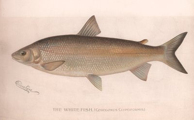 De Witte Vis Coregonus Clupeiformis, ca. 1920s door Unbekannt