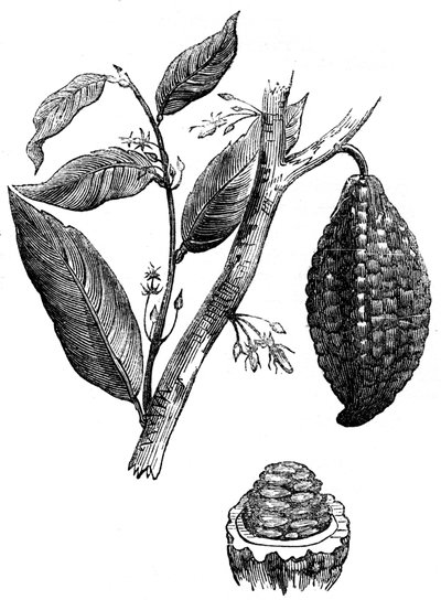 De chocoladenotenboom, 1886 door Unbekannt
