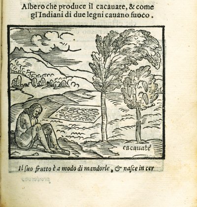 De cacaoboom. Uit Historia del Mondo Nuovo door Girolamo Benzoni, 1563 door Unbekannt
